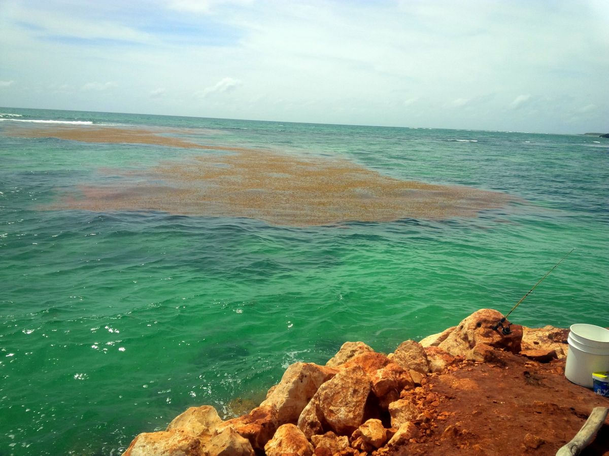 Sargassum coming in