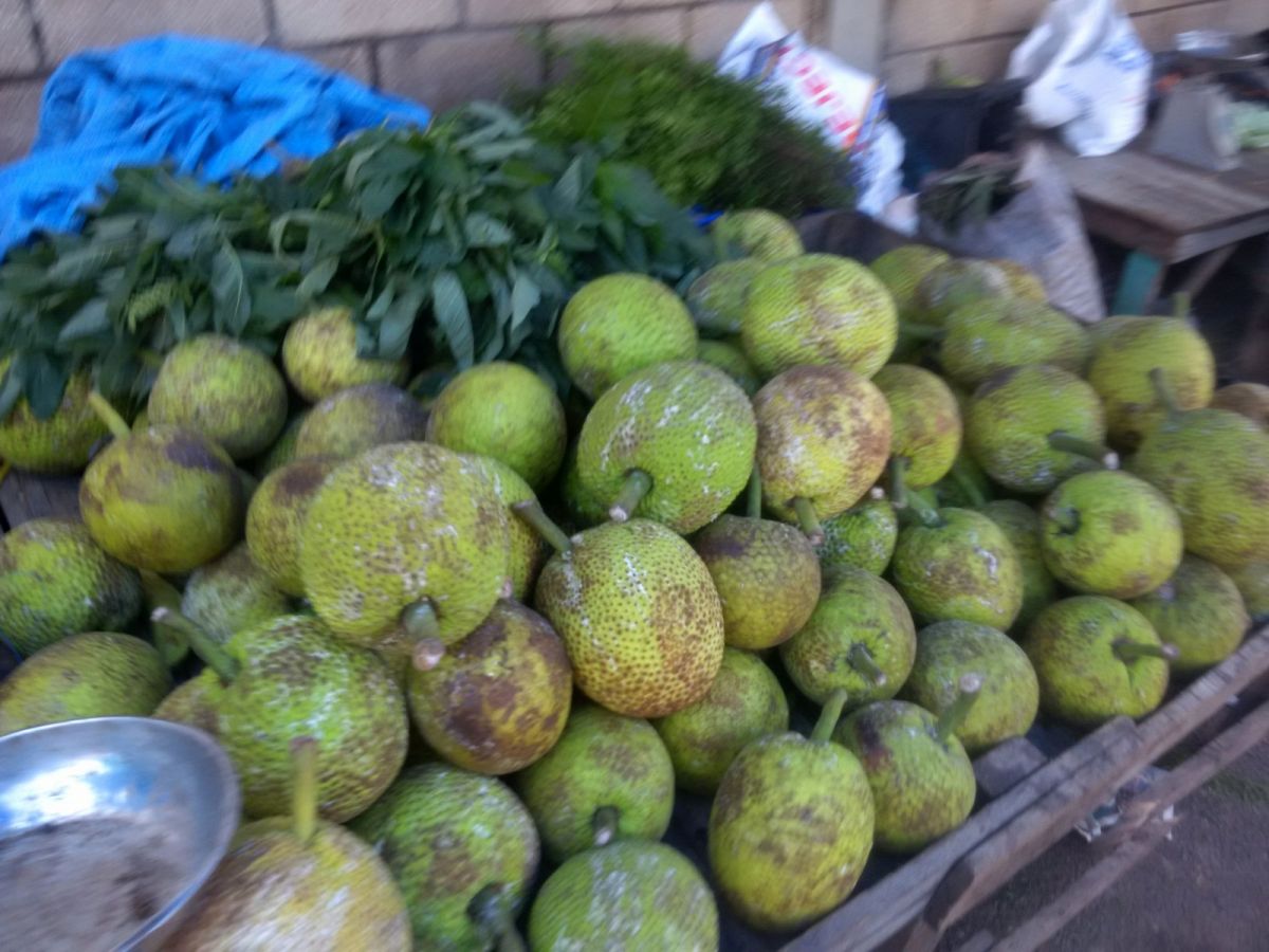 Breadfruit