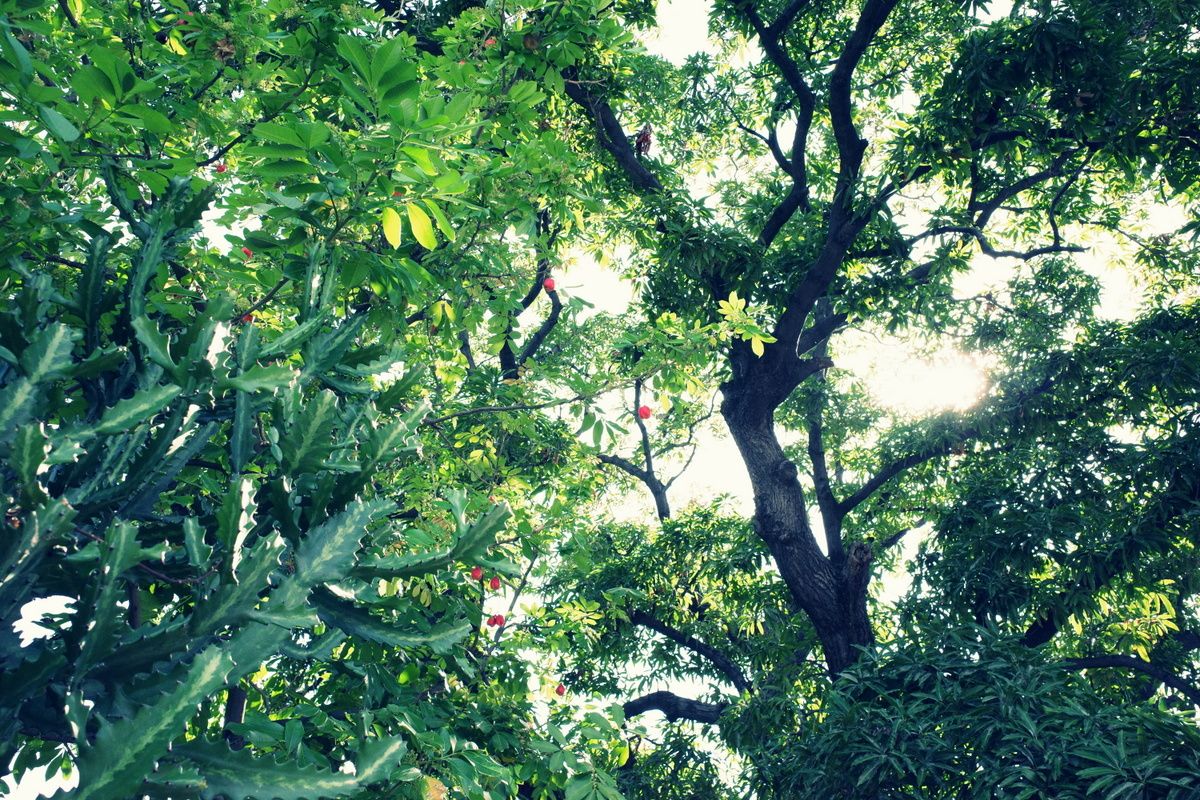 Ackee tree. I think I put the vivid filter on this one.