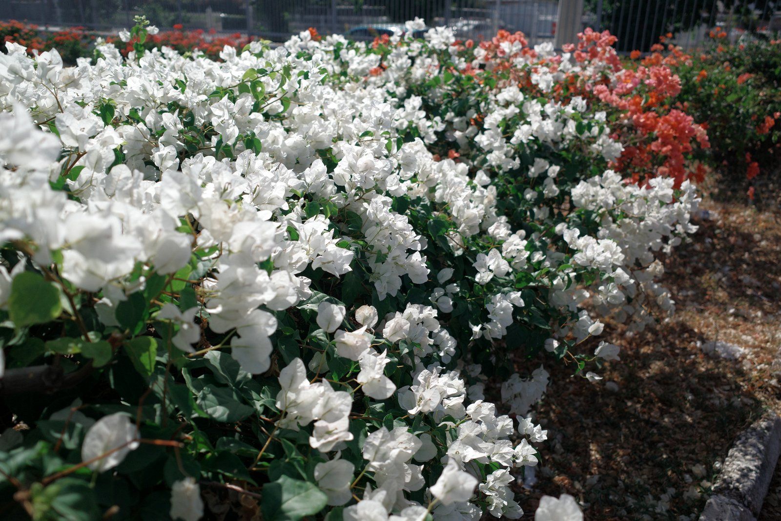 related image