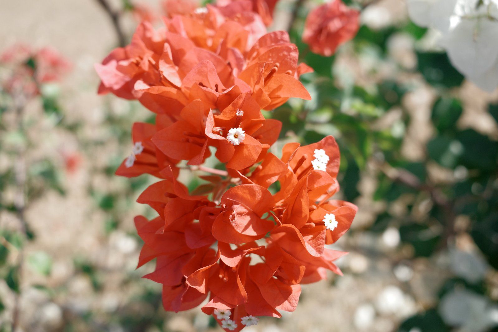 related image