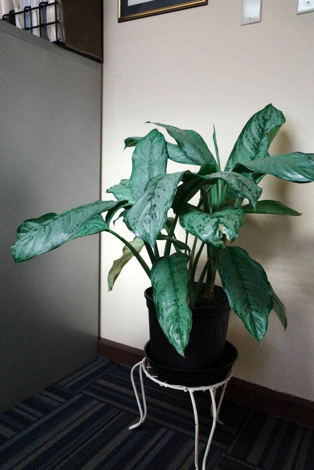 related image