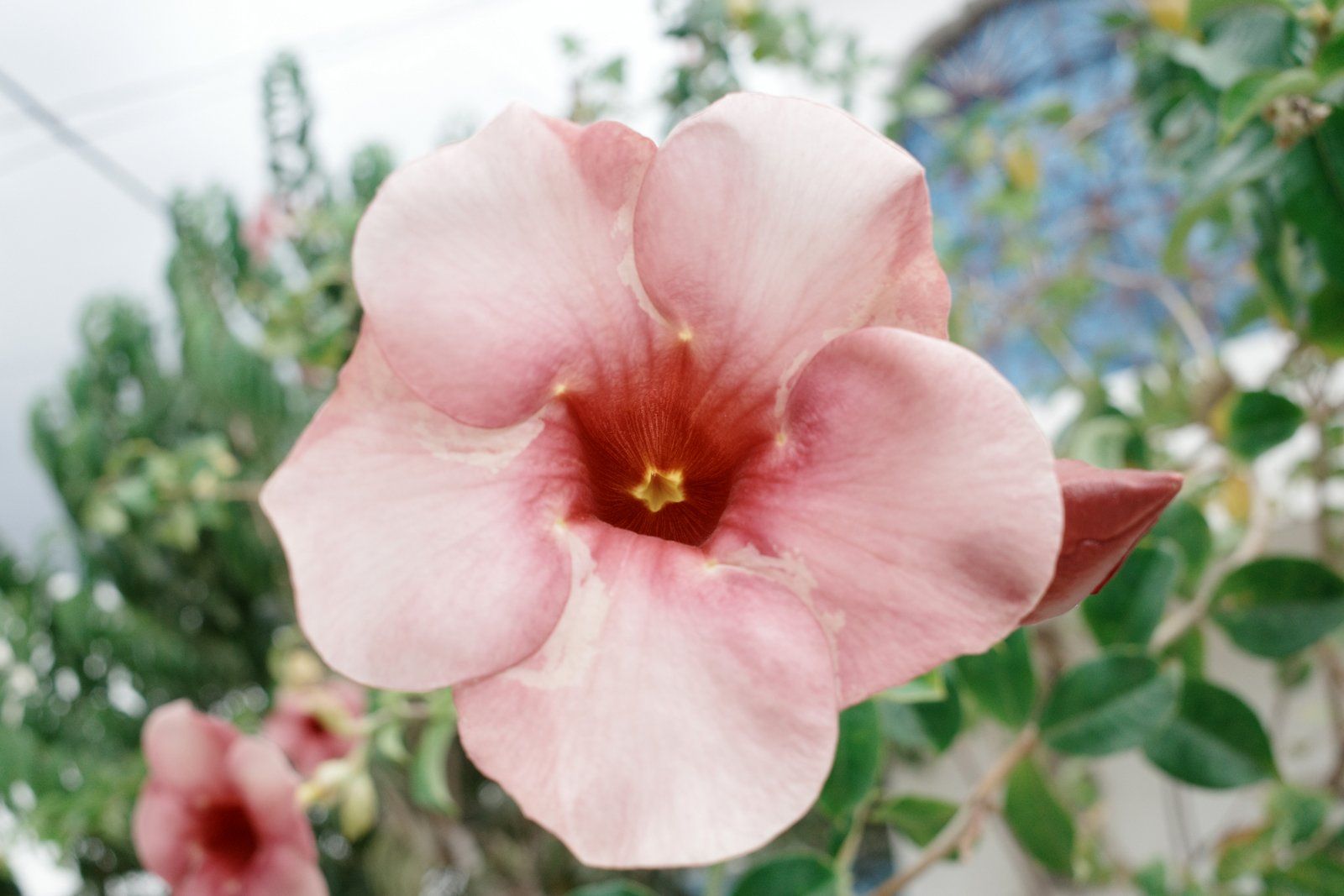 related image