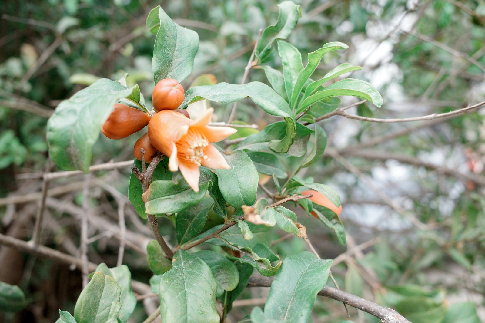 related image