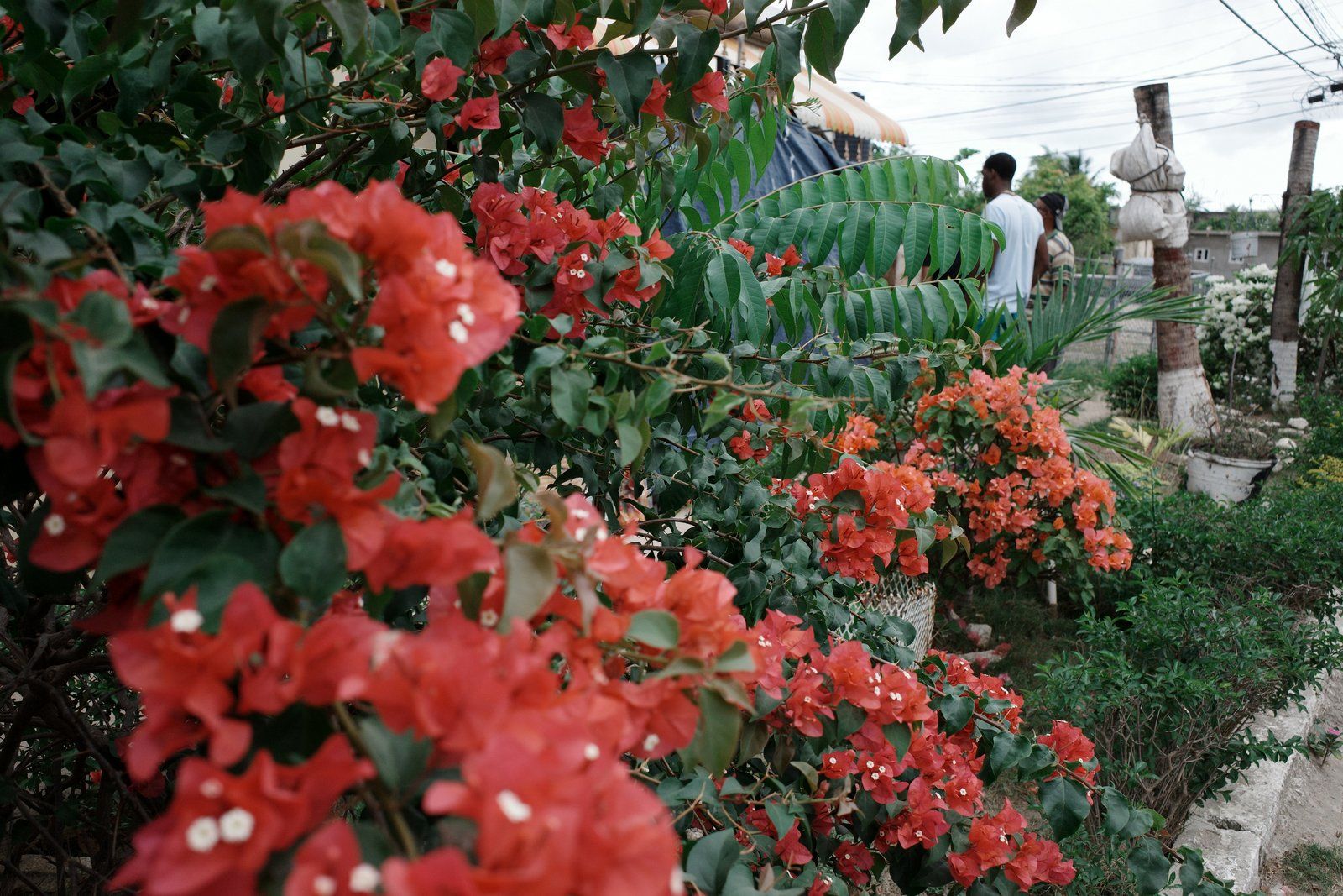 related image