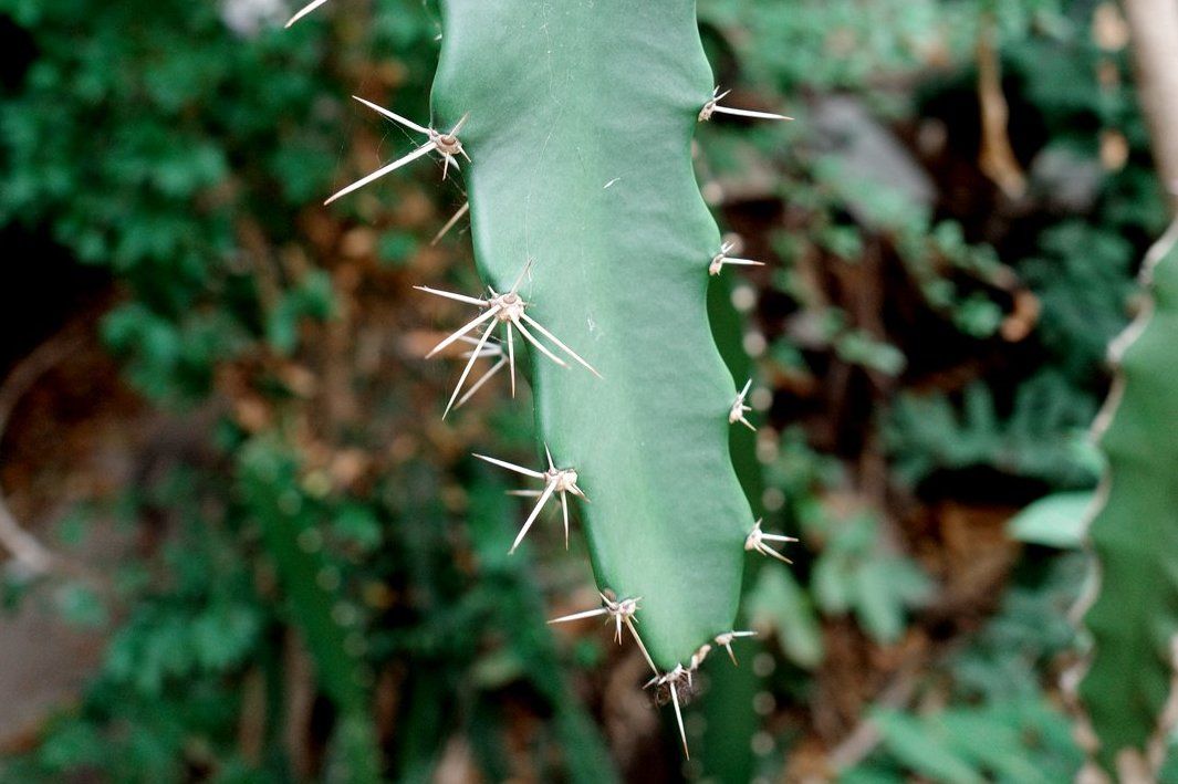 related image