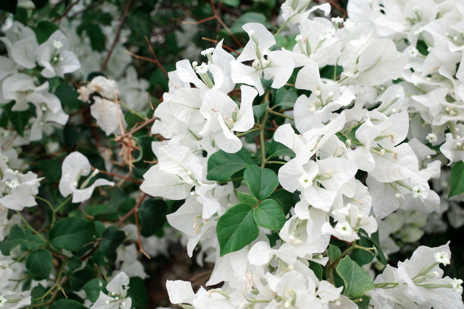 related image