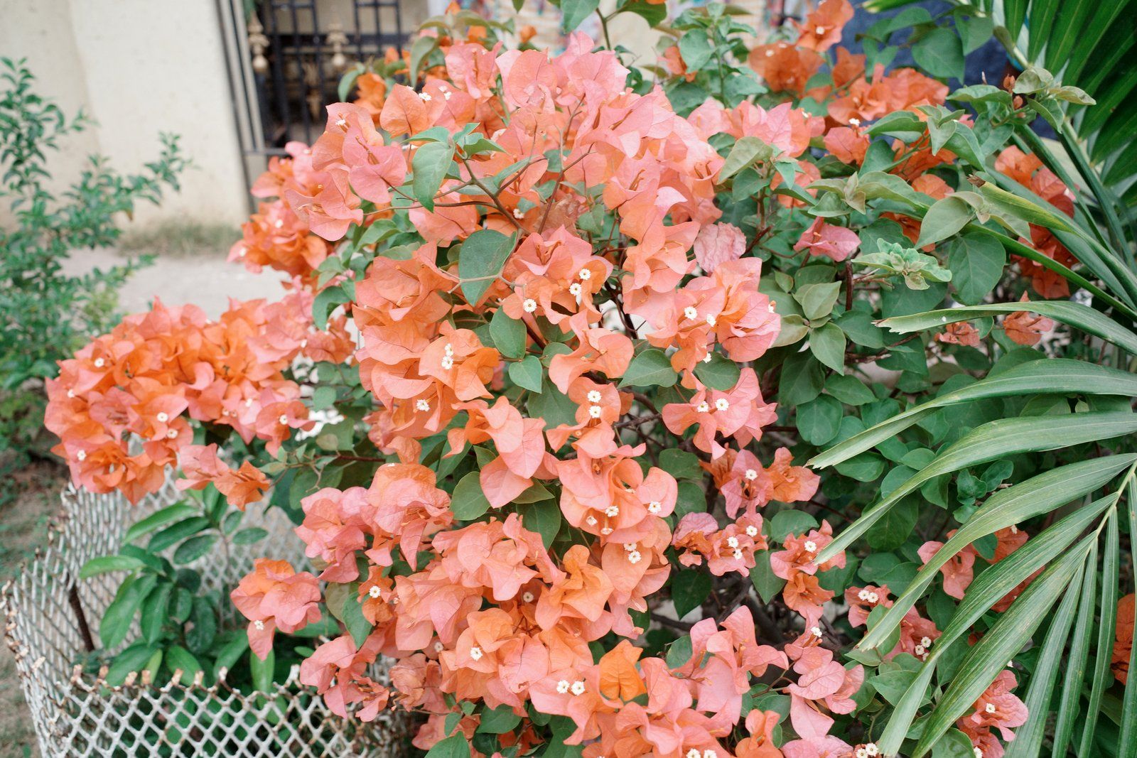 related image