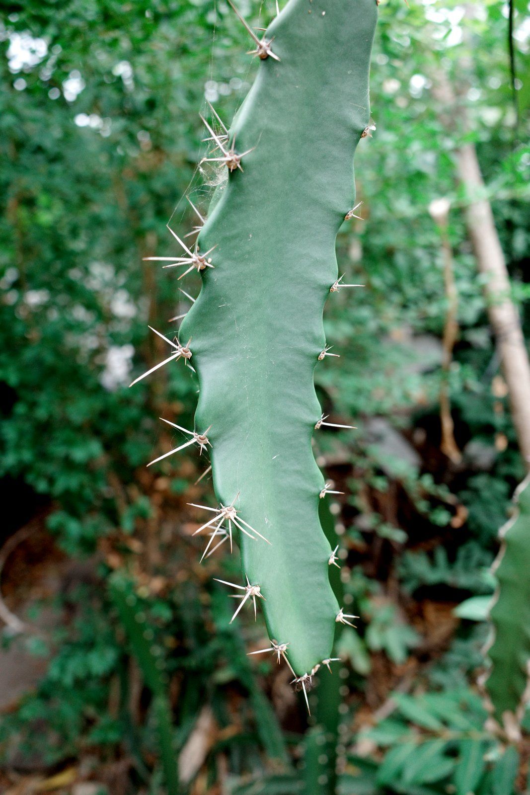 related image