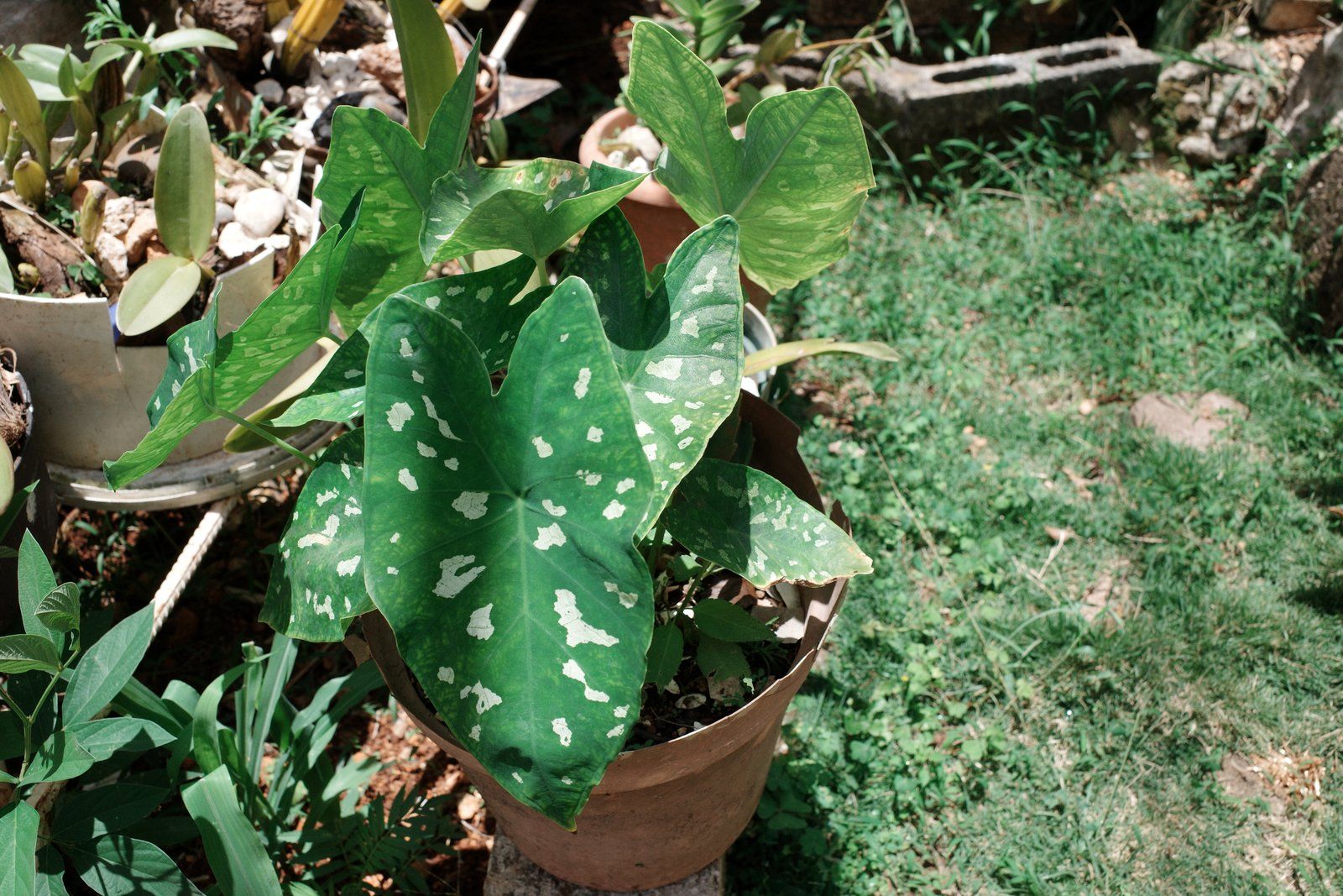 related image