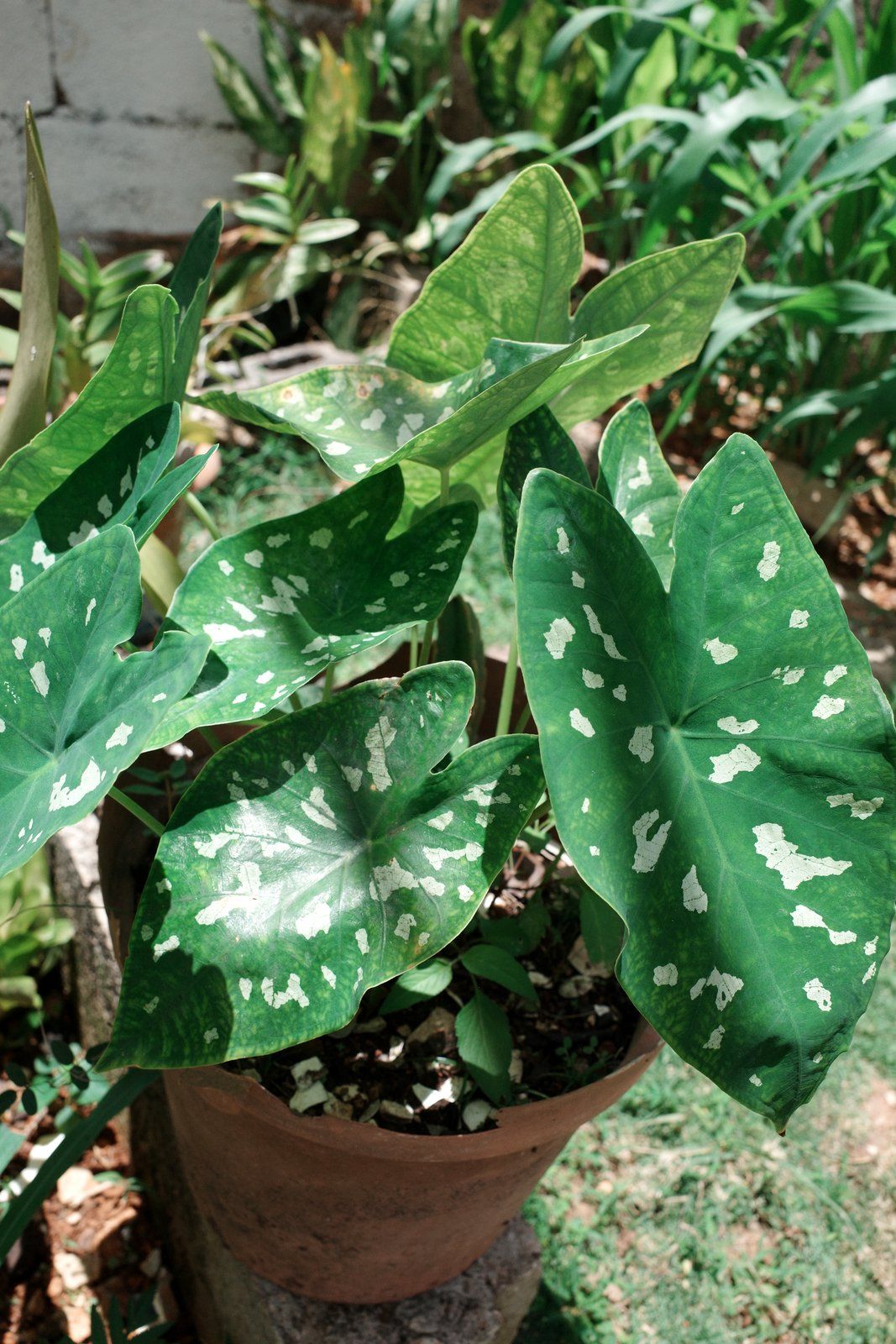 related image