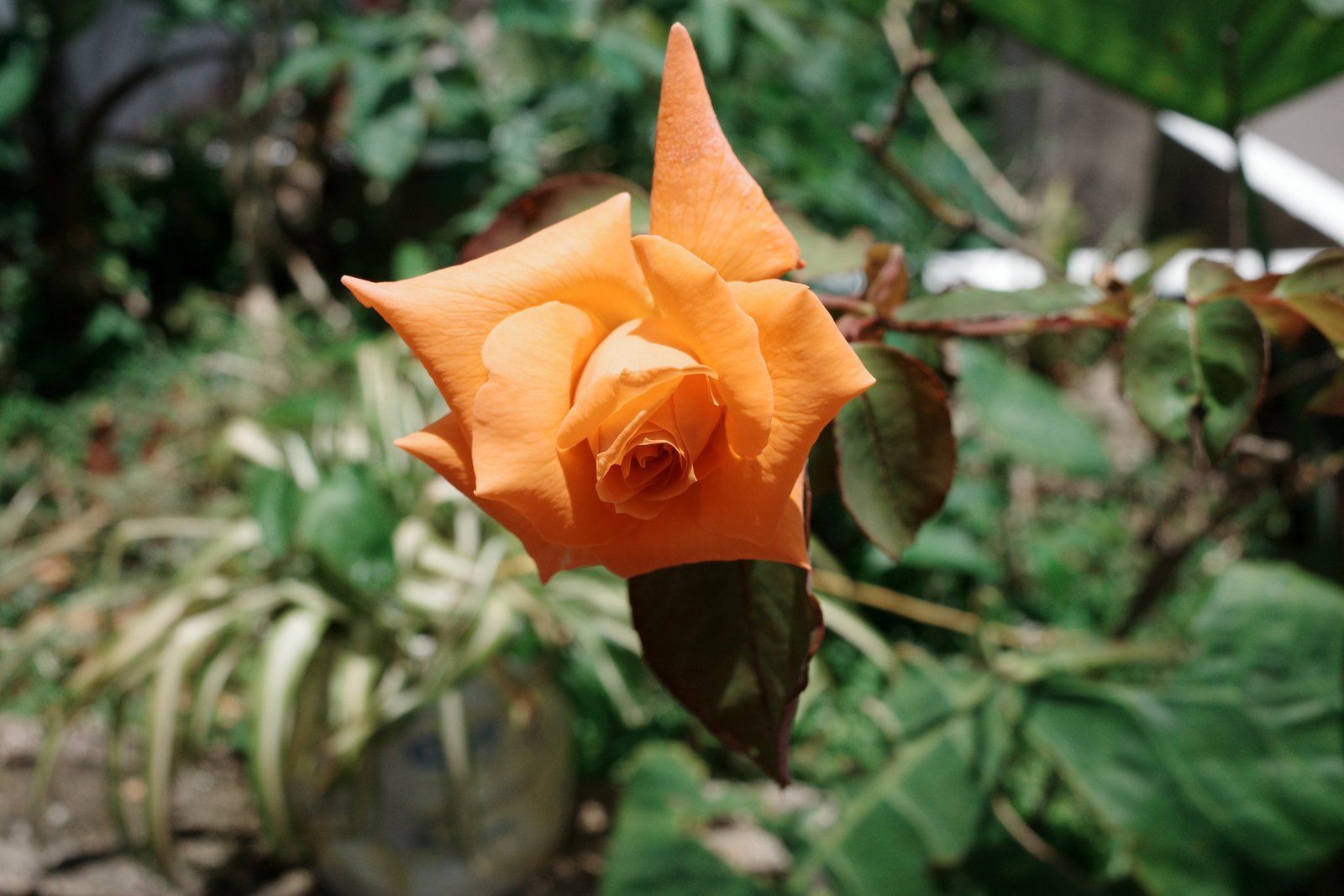 related image