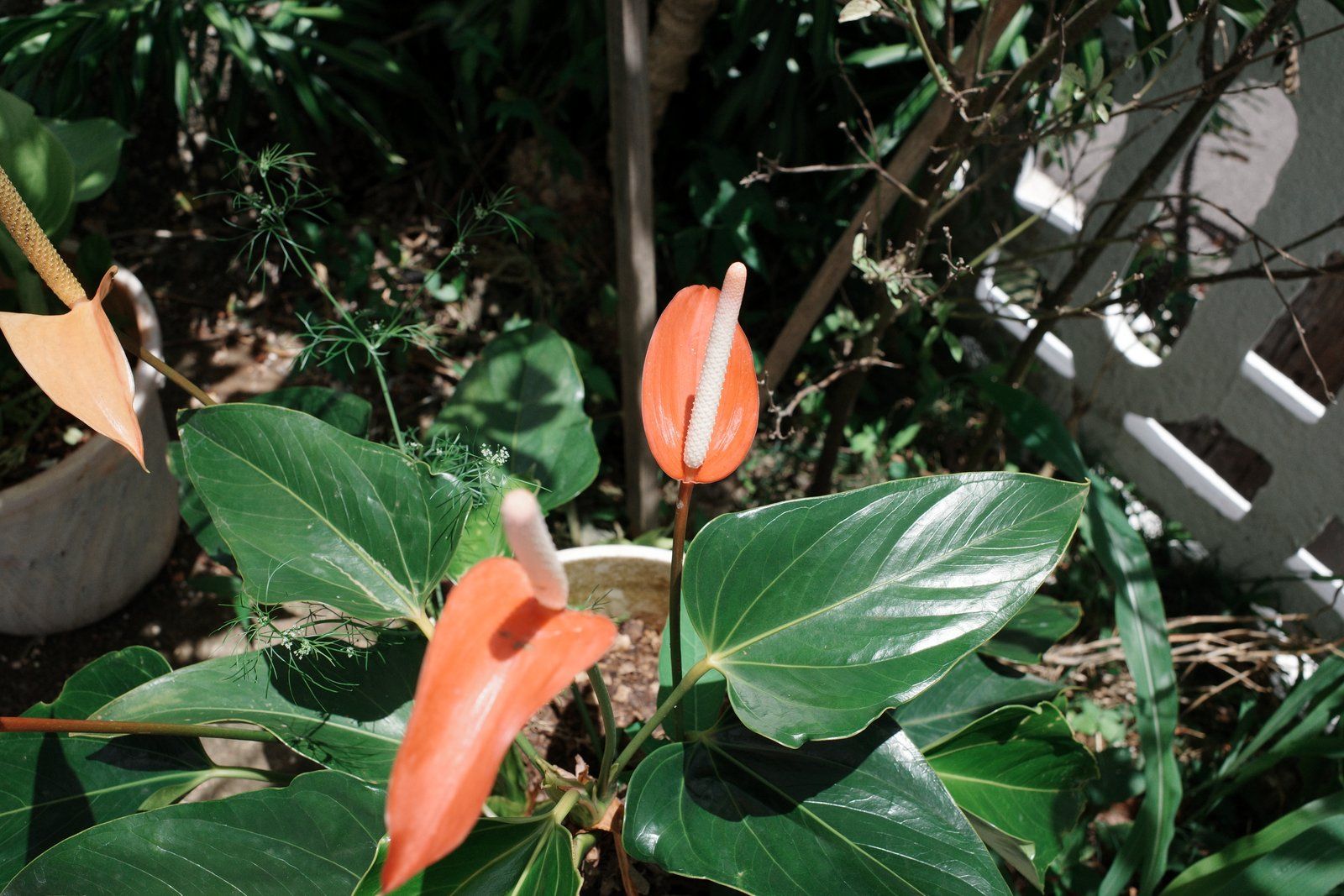 related image