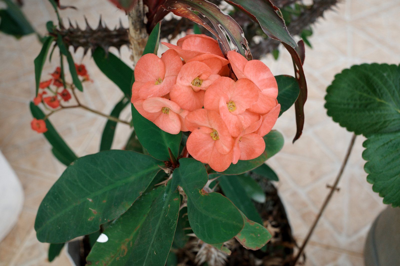 related image