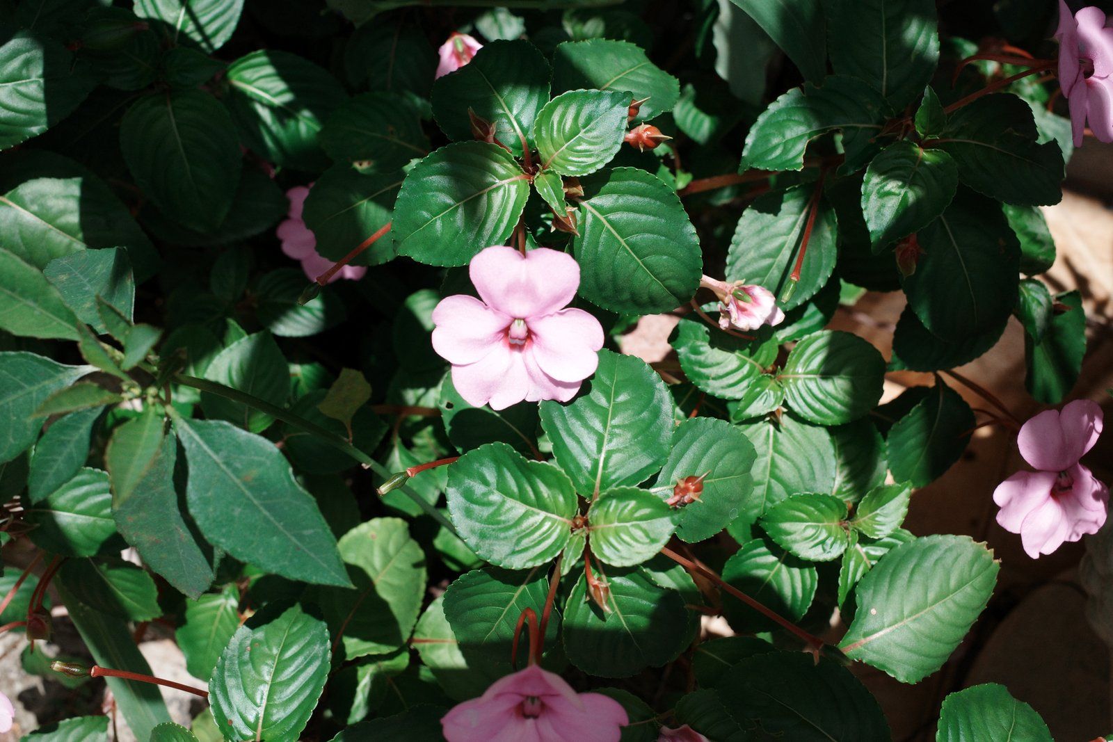 related image