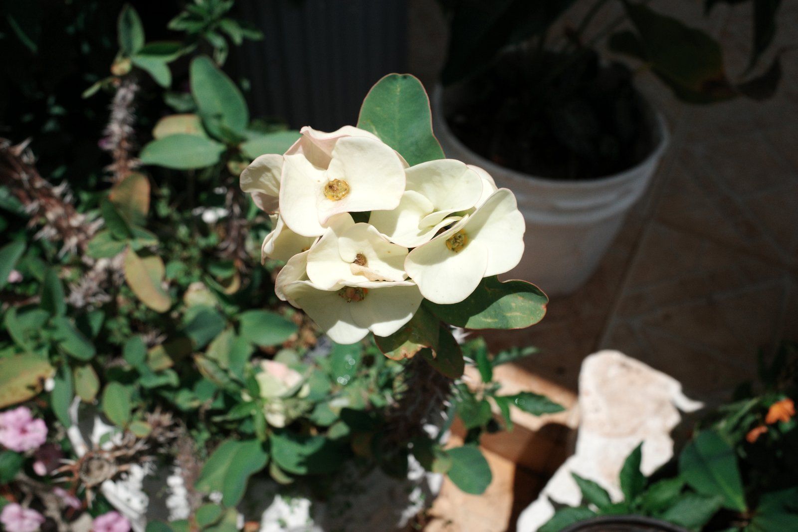 related image