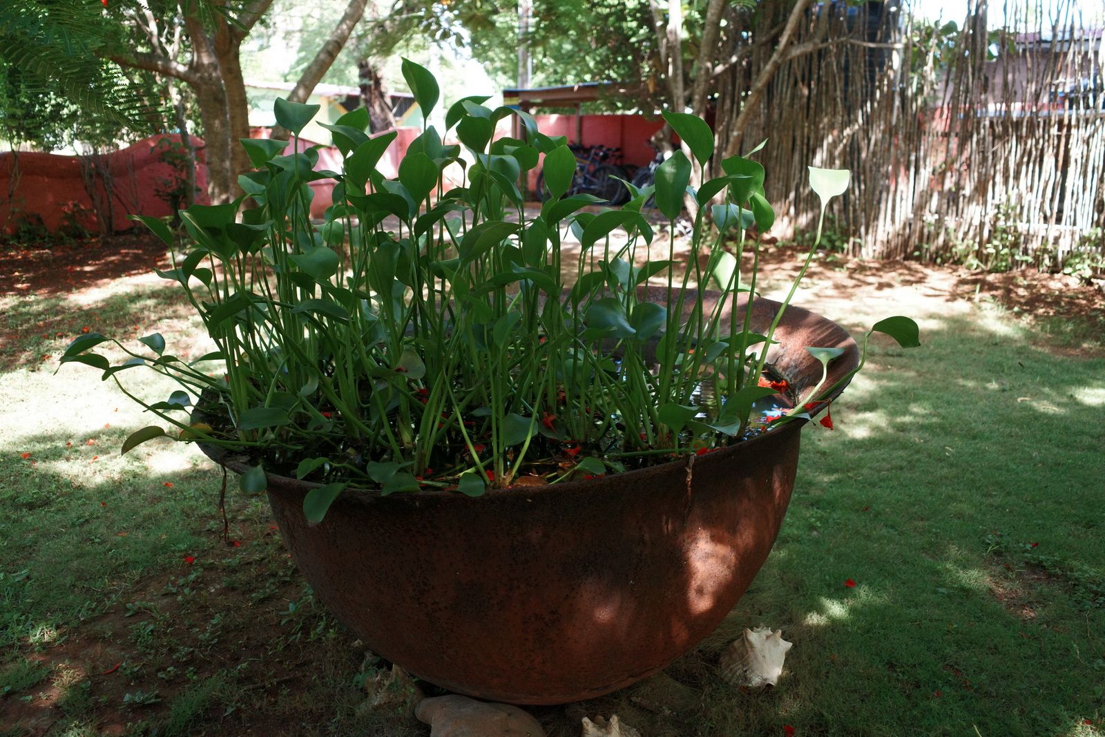 related image