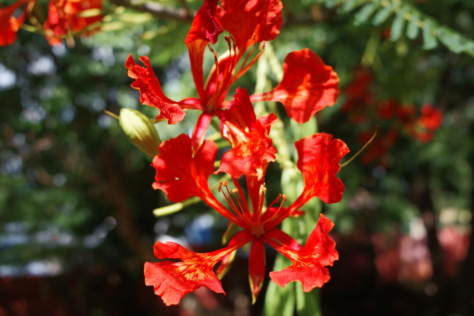 related image