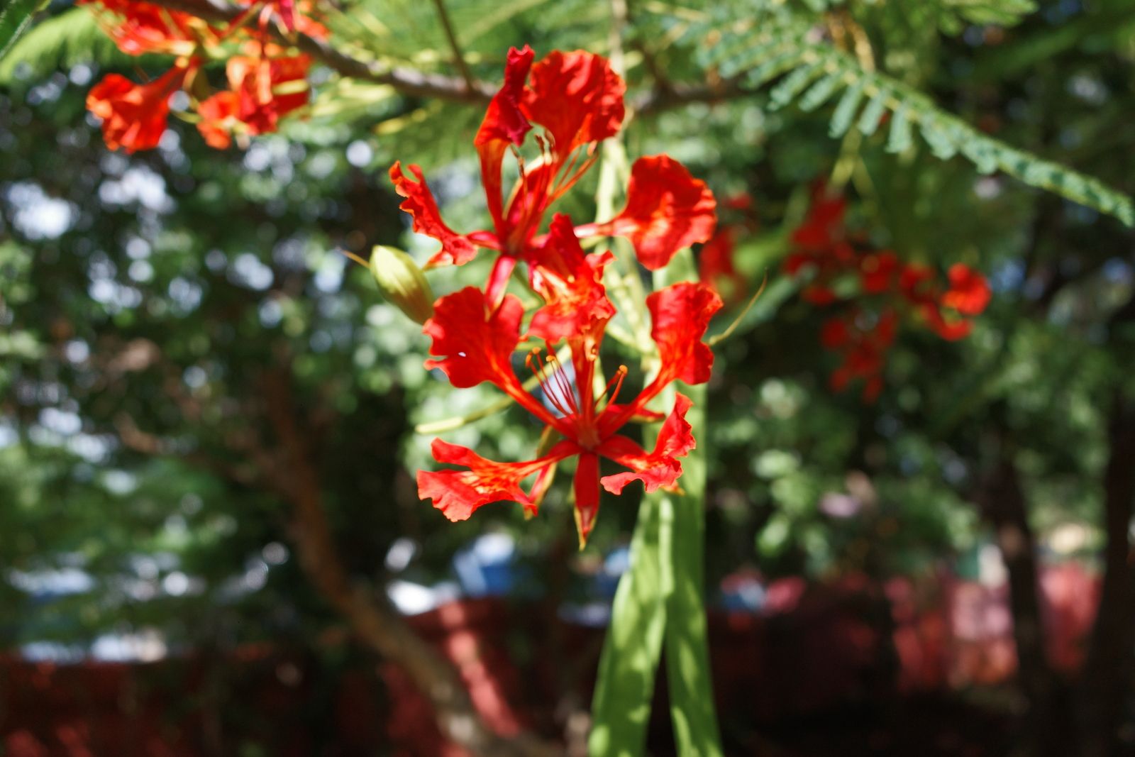 related image