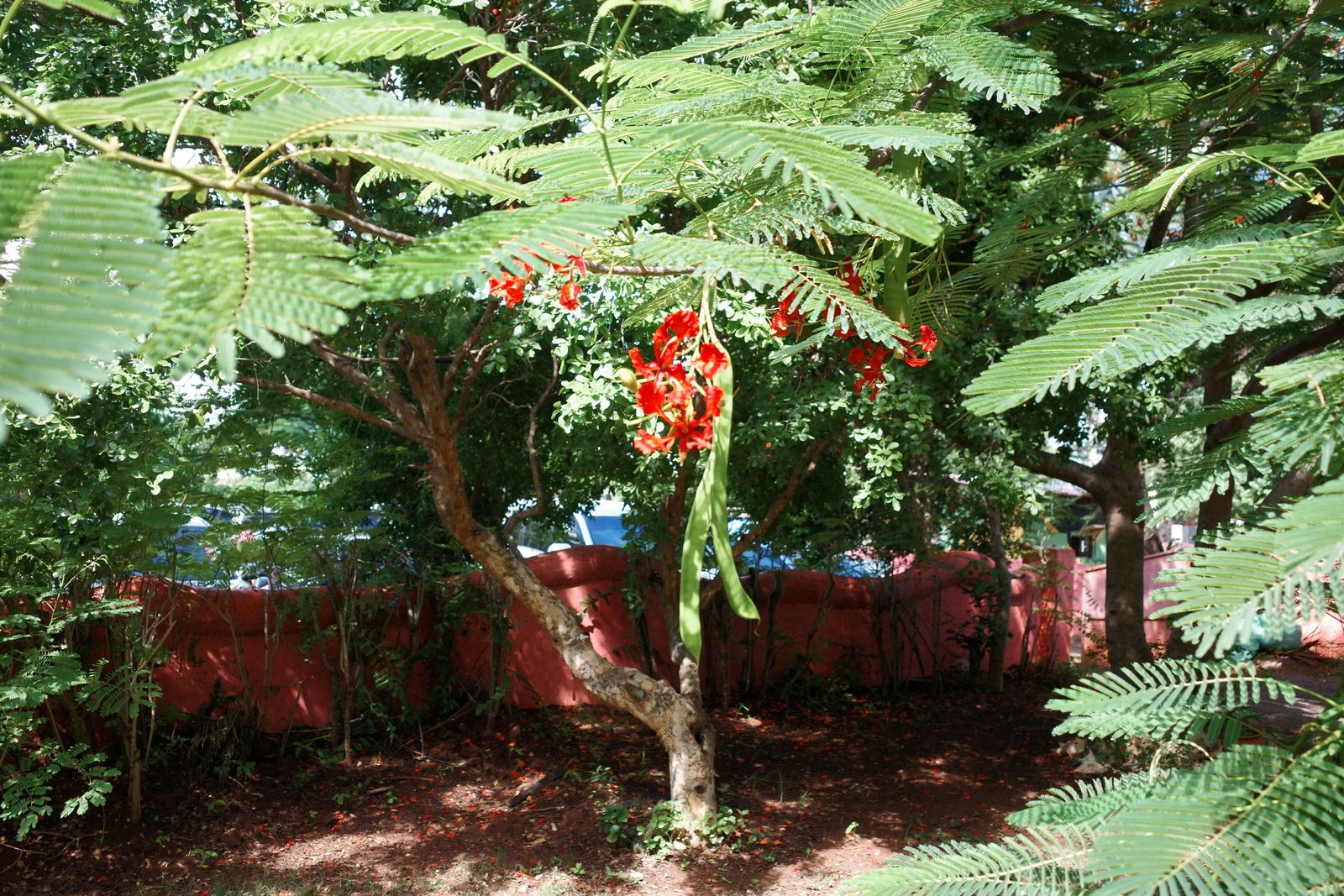 related image