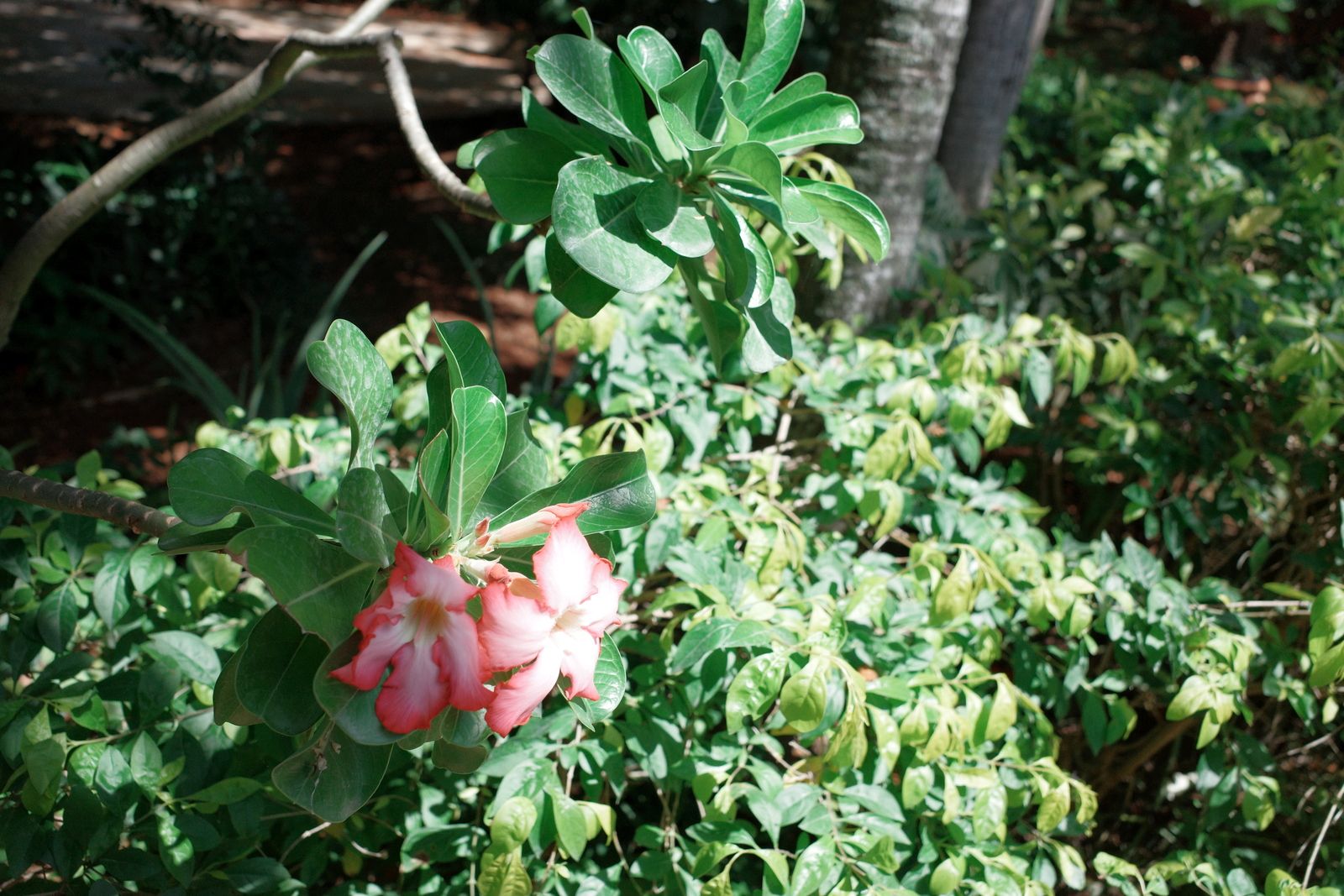 related image