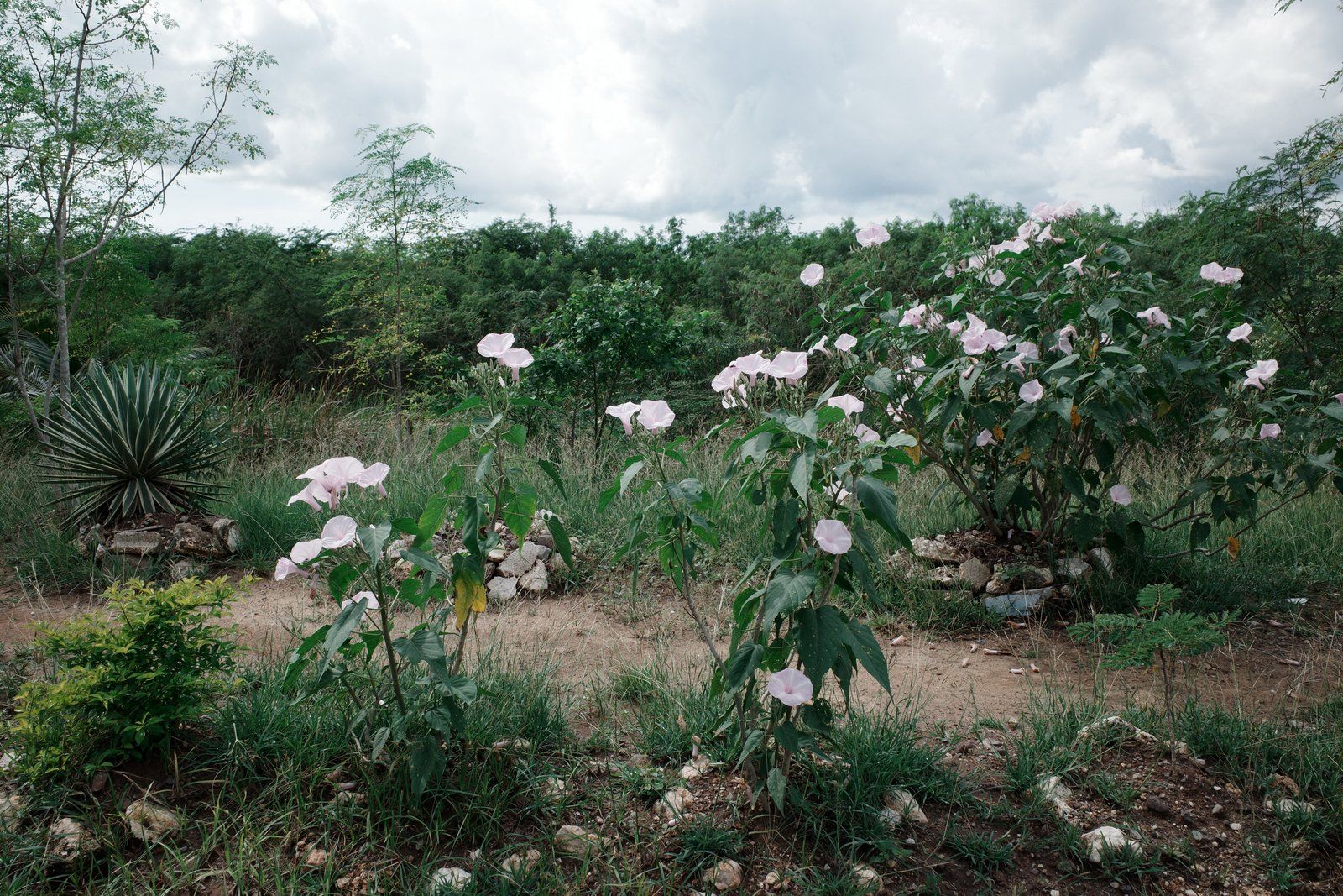 related image