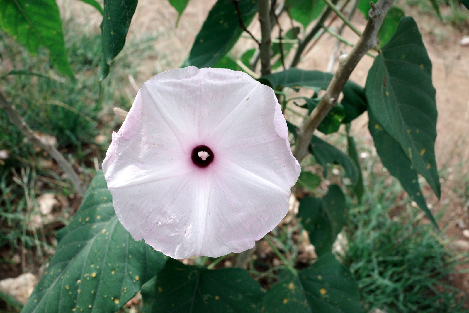 related image