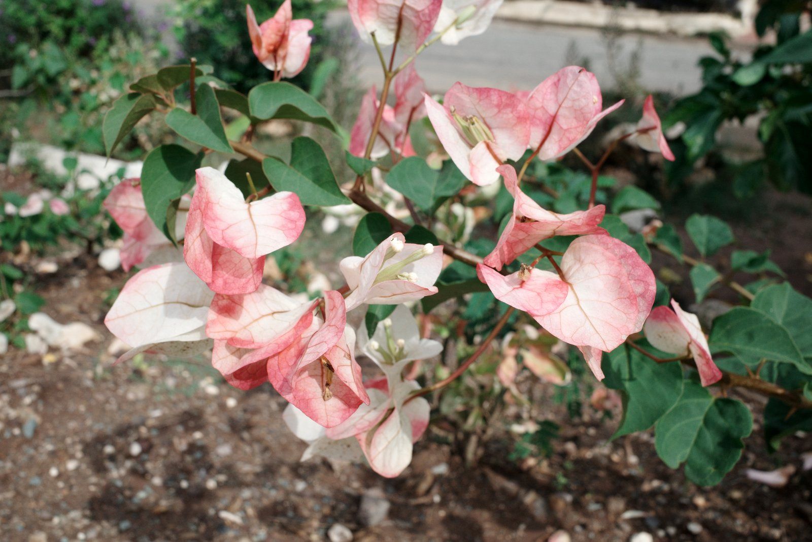 related image