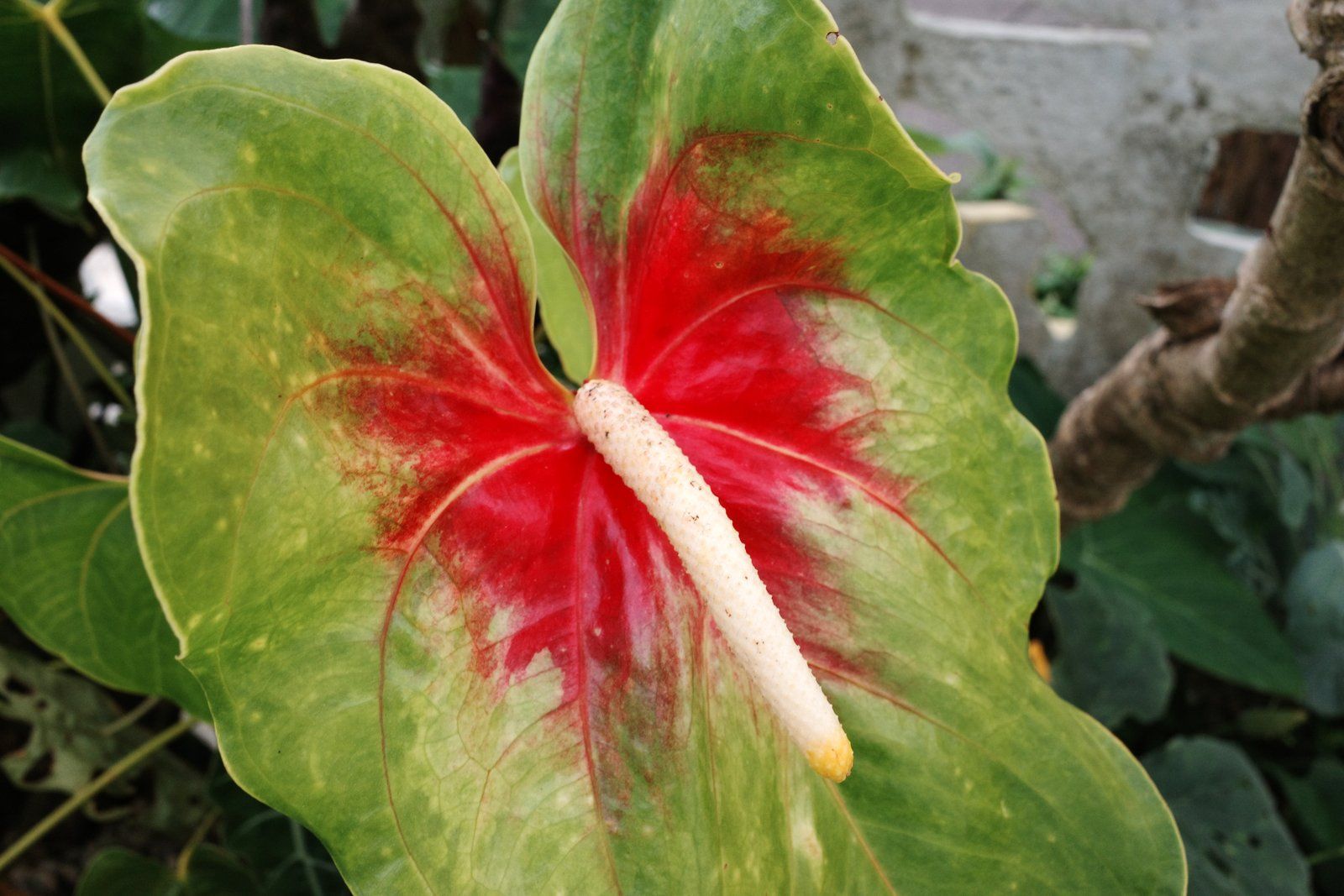 related image