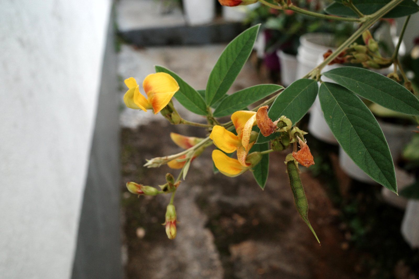 related image