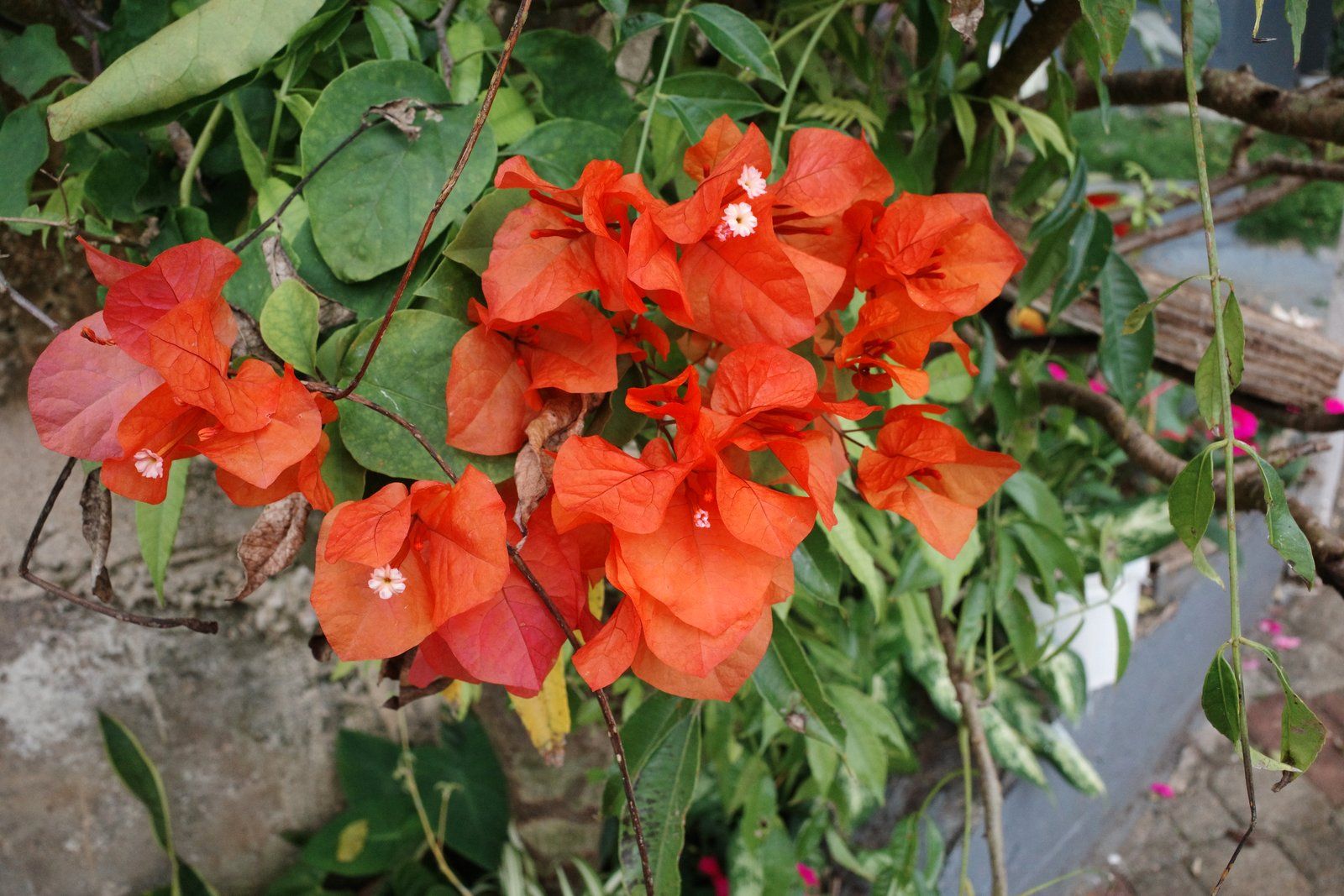 related image