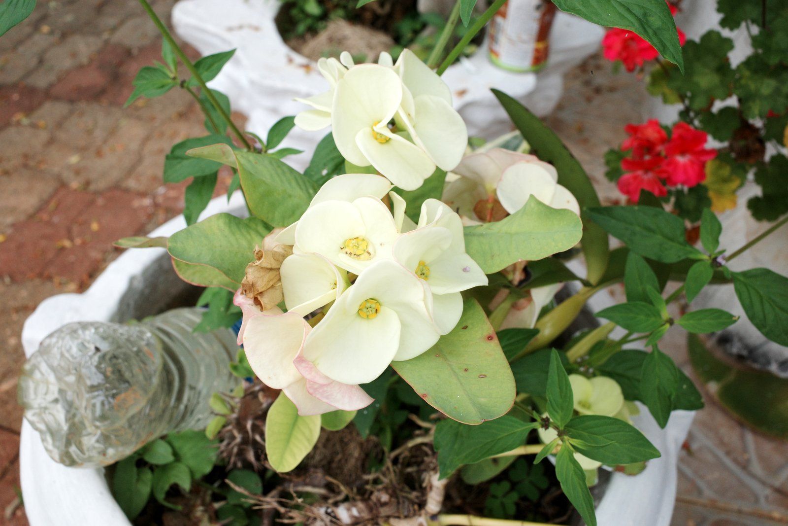 related image